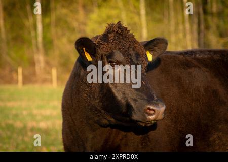 Black angus cow portrait in sunlight Stock Photo