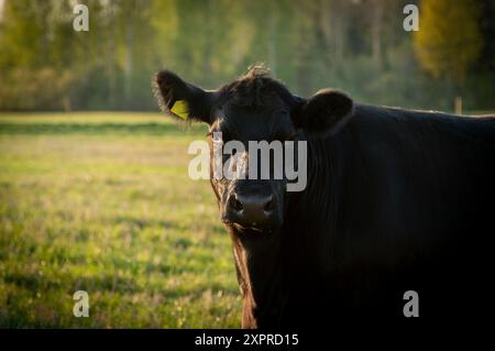 Black angus cow portrait in sunlight Stock Photo