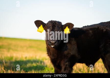 Black angus bull calf portrait Stock Photo