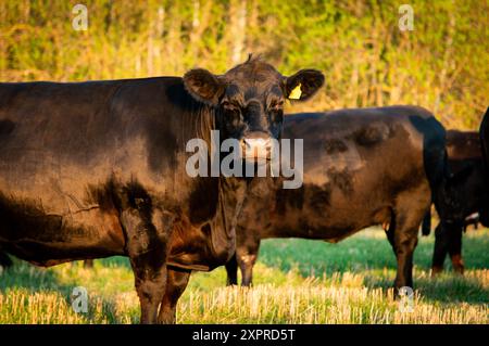 Black angus cow portrait in sunlight Stock Photo