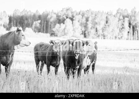 Black and white photo of grazing black angus cow Stock Photo - Alamy