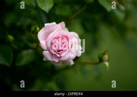 Delicate rose blossom after a rain shower in summer, Bavaria, Germany, Europe Stock Photo
