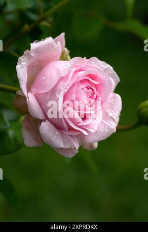 Delicate rose blossom after a rain shower in summer, Bavaria, Germany, Europe Stock Photo