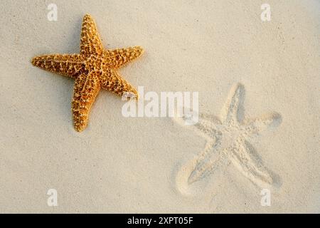 Starfish on sand Stock Photo