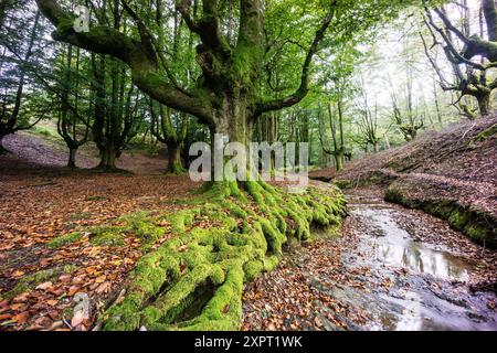 Spain, Basque Country, Euzkadi, Alava, Vizcaya, Gorbea Natural Park, Hayedo de Otzarreta, Beech trees (Fagus sylvatica) Stock Photo