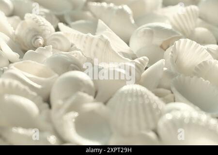white seashells as natural textured background for aesthetic summer design Stock Photo