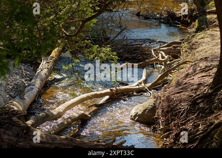 Smaller creek flowing through the forest Stock Photo