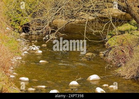 Smaller creek flowing through the forest Stock Photo