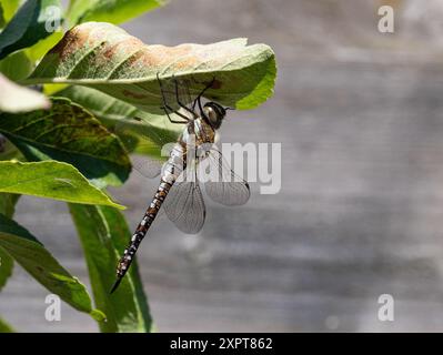 Dragon fly on an apple leaf Stock Photo