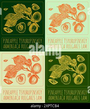 Set of vector drawing PINEAPPLE TSYURUPINSKIY in various colors. Hand drawn illustration. Latin name is ARMENIACA VULGARIS LAM. Stock Vector