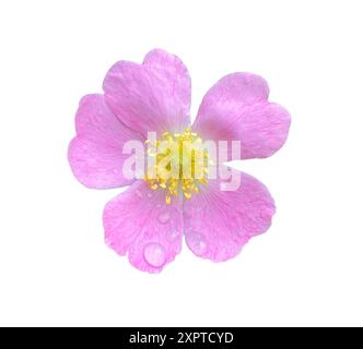 Pink Rosehip flower with waterdrops isolated on white background close up. Natural Object with clipping mask. Stock Photo