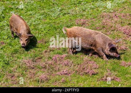 Family of young pigs grazing in a field in mid Wales Stock Photo