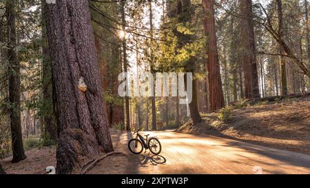 Sequoia Forest Road - Soft sunlight shining through dense Giant Sequoia forest onto a quiet back-country road, with an electric-bike parking at side. Stock Photo