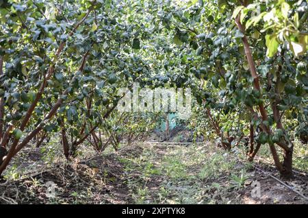 Apple ber (jujube) plant and fruits Stock Photo