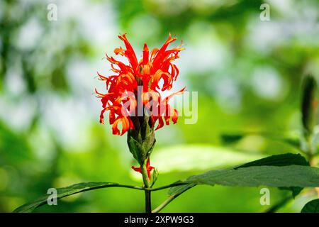 Closeup of Cardinal's Guard flower of Pachystachys coccinea plant in ...