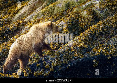 Grizzly bear "Goldilocks" foraging along the shoreline in Knight Inlet. She had just swam in the water prior. Traditional territory of the Da’Naxda’xw Stock Photo