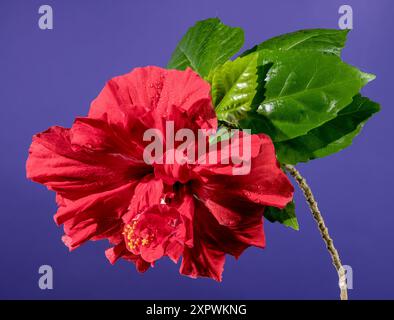 Beautiful Blooming Double red hibiscus flower on a purple background. Flower head close-up. Stock Photo