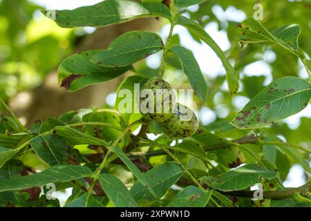 Aphid damage fruits of a walnut tree with green spotted leaves in an orchard close up Stock Photo