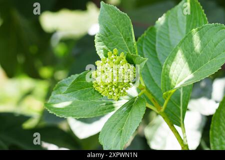 Young growing green hydrangea flowers close up. Hortensia flowering plant. Beauty of nature Stock Photo