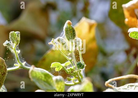A young branch of green beans covered in webbing with a large number of small yellow bugs, close-up. A vegetable crop infested with spider mites Stock Photo