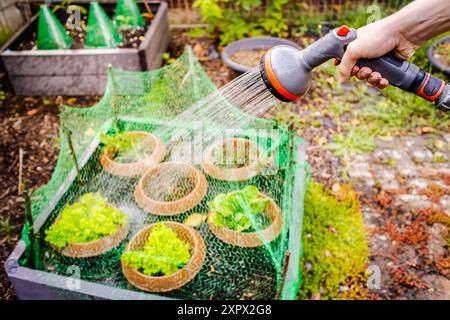 Watering small raised garden bed with animal friendly protection of young seedlings and plants, garden mesh net and plastic protection against snails Stock Photo