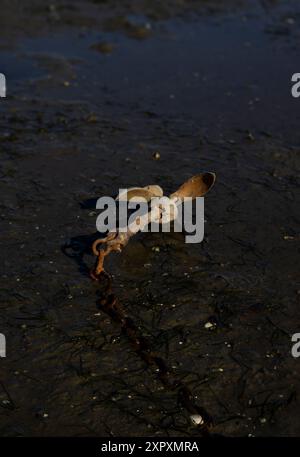 Old washed up anchor Stock Photo