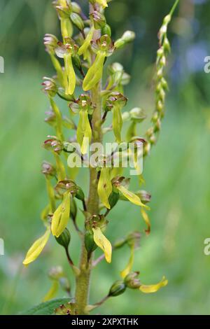 common twayblade, egg-leaf twayblade (Neottia ovata, Listera ovata), flowers, Germany, North Rhine-Westphalia Stock Photo