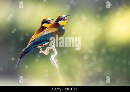 European bee eater, European bee-eater (Merops apiaster), pair perches calling on a branch, side view, Italy, Tuscany, Piana fiorentina; Renai di Sign Stock Photo