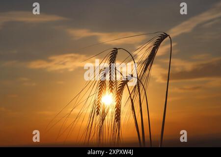 barley (Hordeum vulgare), ears of grain in the sunset Stock Photo