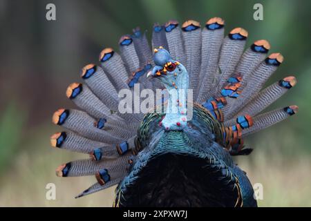 ocellated turkey (Agriocharis ocellata, Meleagris ocellata), male, Guatemala Stock Photo