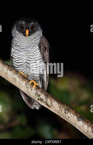 Black-and-white owl, Black and white owl, Black-white owl (Strix nigrolineata, Ciccaba nigrolineata), perched on a branch in a dark rainforest, Guatem Stock Photo