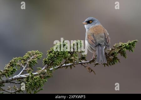 Mexican junco, Yellow-eyed junco (Junco phaeonotus), perched on a branch in a montane forest, Guatemala Stock Photo