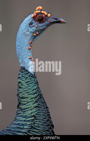ocellated turkey (Agriocharis ocellata, Meleagris ocellata), female, portrait, Guatemala, Yucatan, Tikal Stock Photo