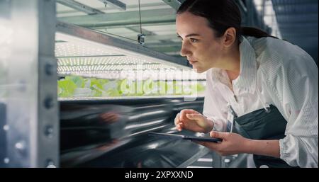 Female Biology Scientist Closely Inspecting and Analyzing Young Growing Crops. Farming Engineer Using Tablet Computer and Working in a Vertical Farm Next to Rack with Natural Eco Plants Stock Photo