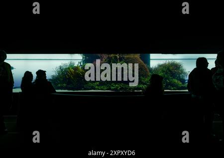 Visitors in shadows admire the intricate details of Takashi Amano's 'Forests Underwater' exhibit. Stock Photo