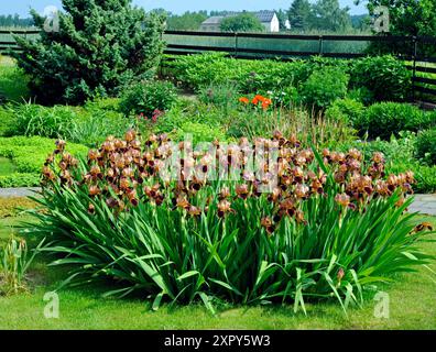 Attraktive Bartiris oder Schwertlilien mit gelben Baerten und braunroten Blueten in geschlossener Pflanzgruppe. Bartiris *** Attractive bearded irises or irises with yellow berries and brown-red flowers in a closed group of bearded irises Stock Photo