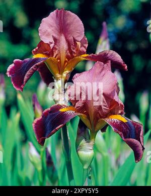 Attraktive Bartiris oder Schwertlilien mit gelben Baerten und braunroten Blueten in geschlossener Pflanzgruppe. Schwertlilien *** Attractive bearded irises or irises with yellow berries and brown-red flowers in a closed planting group of irises Stock Photo