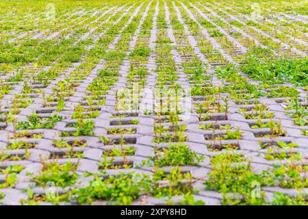 Green grass growing through the cobble stones, outdoor garden flooring background photo texture. Grass grows through paving slabs. Pattern from the fl Stock Photo