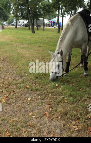 Horse eating grass. White horse horse grazing on grass near trees in park. Stock Photo