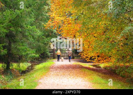 Autumn colours in Blackwater Arboretum, New Forest National Park, Hampshire, England Stock Photo