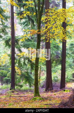 Blackwater Tall Trees trail in New Forest National Park, Hampshire, England Stock Photo