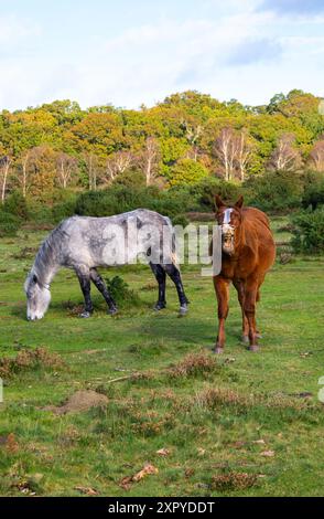 New Forest ponies grazing on the moors near Brockenhurst village, New Forest National Park, Hampshire, England Stock Photo