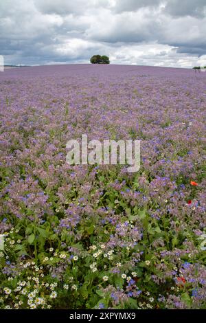 Borage or Starflower "Boraginaceae" growing on a British farm, UK Stock Photo