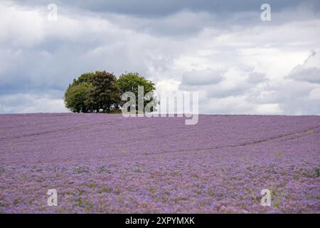 Borage or Starflower "Boraginaceae" growing on a British farm, UK Stock Photo