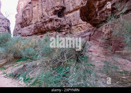 Plants growing in the desert in the shade of the rocks, drawing moisture from the dew deposited on the rocks at dawn Stock Photo