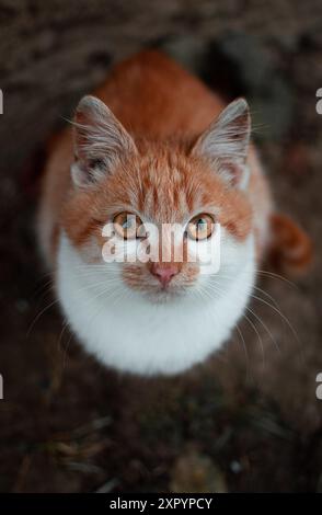 Orange cat looking directly into the camera Stock Photo
