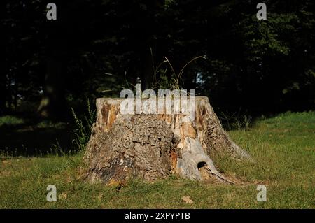 An overgrown old stump in a sunny forest Stock Photo