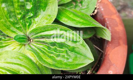 Close-Up of Vibrant Green Fuzzy Leaves in a Terracotta Pot Stock Photo