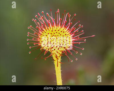 Leaf of Round-leaved Sundew (Drosera rotundifolia), Dersingham Bog, Norfolk, England Stock Photo