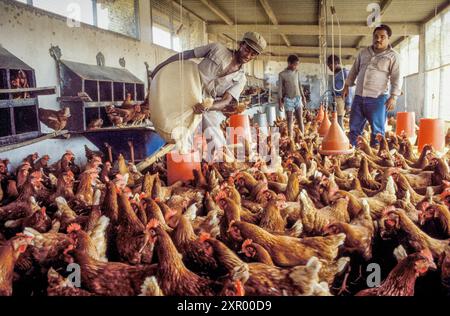 Cape Verde, Sao Tiago. Feeding the hens in a chicken farm. Stock Photo